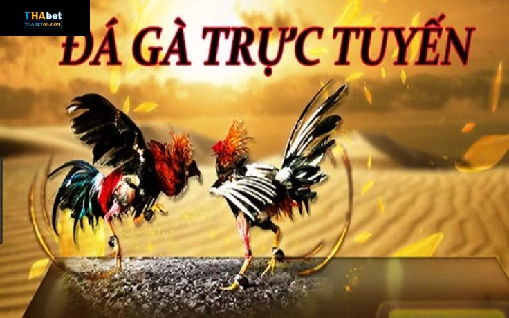 Các lưu ý và mẹo khi tham gia trực tiếp đá gà mộc bài