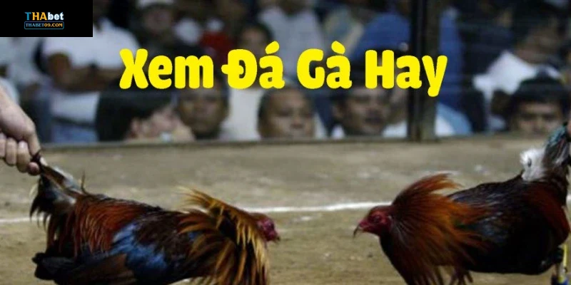 Hướng dẫn và lưu ý khi tham gia trường gà thomo