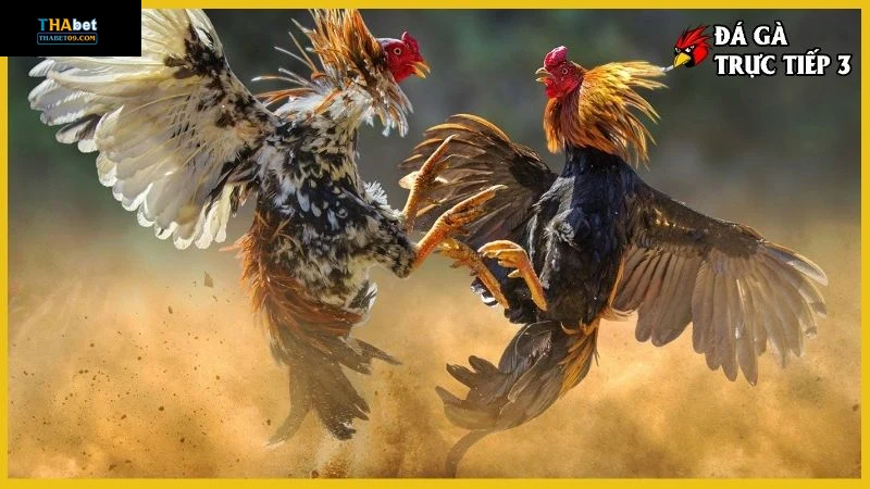 Giới thiệu Thabet và cập nhật tin tức đá gà mộc bài