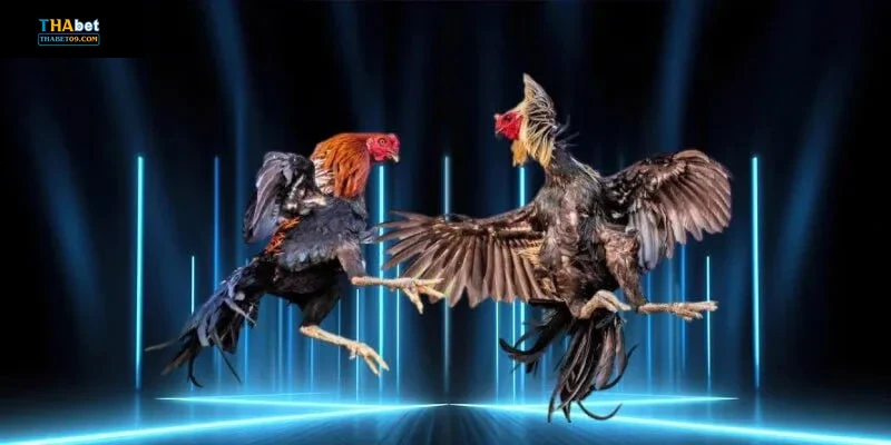 Những lưu ý quan trọng khi tham gia đá gà Thabet