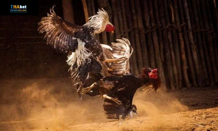 Các lưu ý quan trọng khi chơi tại trường gà thomo